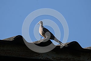 Brown Pigeon sitting on house roof