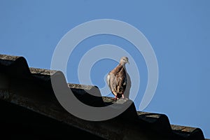 Brown Pigeon sitting on house roof