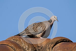 Brown Pigeon sitting on house roof