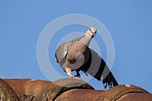 Brown Pigeon sitting on house roof