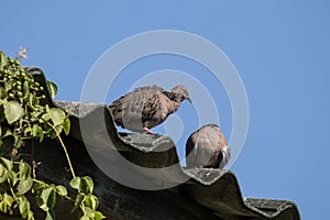 Brown Pigeon sitting on house roof