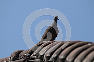 Brown Pigeon sitting on house roof