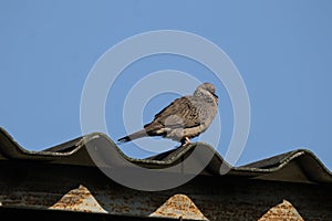 Brown Pigeon sitting on house roof