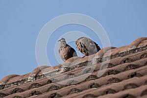 Brown Pigeon sitting on house roof