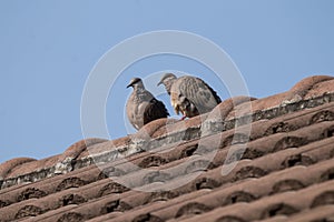 Brown Pigeon sitting on house roof