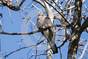 Brown Pigeon sitting on tree