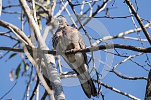 Brown Pigeon sitting on tree