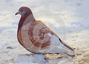 Marrón paloma sobre el la nieve 