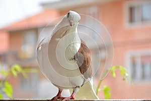 Brown pigeon with a white head and short beaked on a terrace