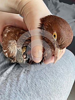 Brown Pigeon with wound closeup