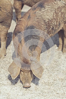 Brown piglet eating