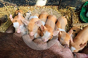 Brown piglets feeding time