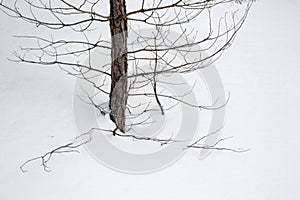 Brown pine branches with green needles in the snow. Trees in the winter in the open sky