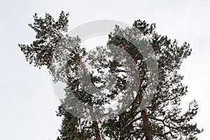 Brown pine branches with green needles in the snow. Trees in the winter in the open sky