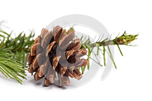 Brown pine cone with fir branch