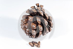 Brown pine cone with pine nuts photo