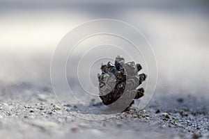.brown pine cone on the ground