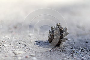 .brown pine cone on the ground