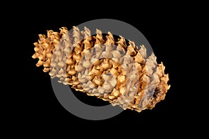Brown pine cone isolated on black background