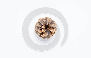 Brown pine cone isolated on white background