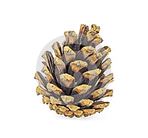 Brown pine cone isolated on white background