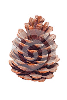 Pine cone photo