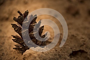 Brown pine cone on sand.