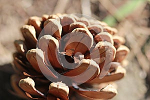 A brown pine cone in the sunshine photo