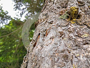 Brown pine looper caterpillar imitating a twig crawls up the pine tree in forest photo