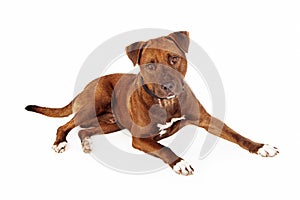 Brown Pit Bull Cross Dog