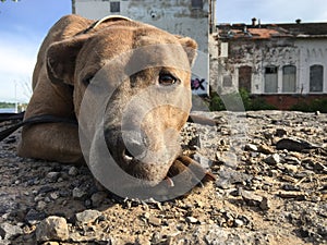 Brown Pit Bull lying down