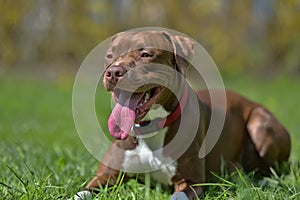 brown pit bull terrier