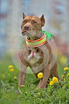 brown pit bull terrier with dandelions