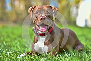 brown pit bull terrier