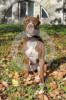 Brown pitbull