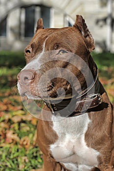 Brown pitbull