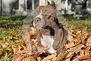 Brown pitbull