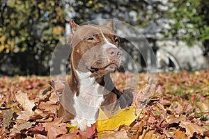 Brown pitbull