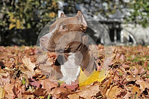 Brown pitbull