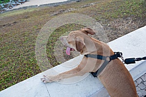 Brown pitbull dog looking at the sea