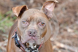 Brown Pitbull and Dogue de Bordeaux Mastiff mix dog with collar