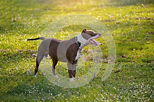 Brown pitbull puppy on the green field