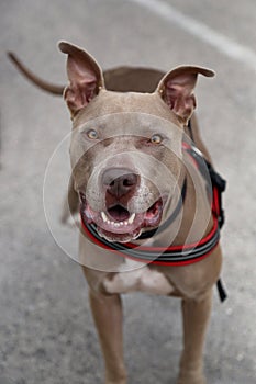 Brown pitbull smiling for the camera