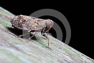 Brown plant hopper