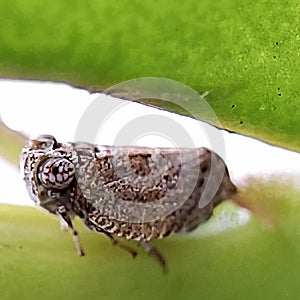 Brown planthopper, Thabena Brunnifrons specie