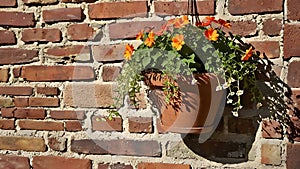 Brown plastic flowerpot with orange flowers hanging on an old shabby brick wall