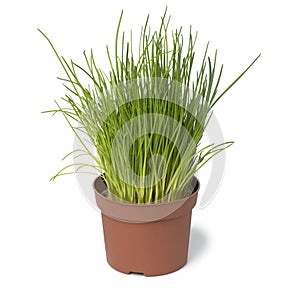 Brown plastic pot with fresh chives