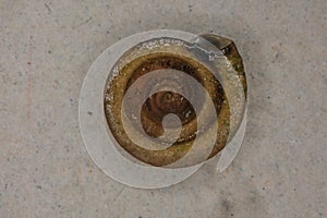 brown plate snail with texturebrown plate snail with texture