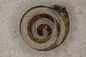 brown plate snail with texturebrown plate snail with texture