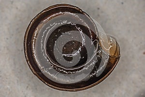brown plate snail with texturebrown plate snail with texture
